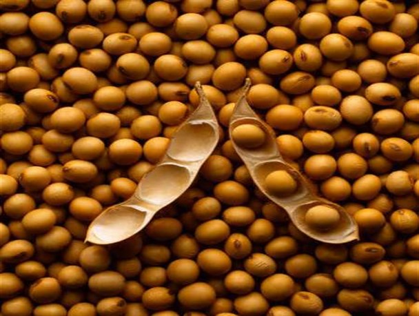 بذرهای نامرغوب بلای جان کشاورزان پارس آبادی
