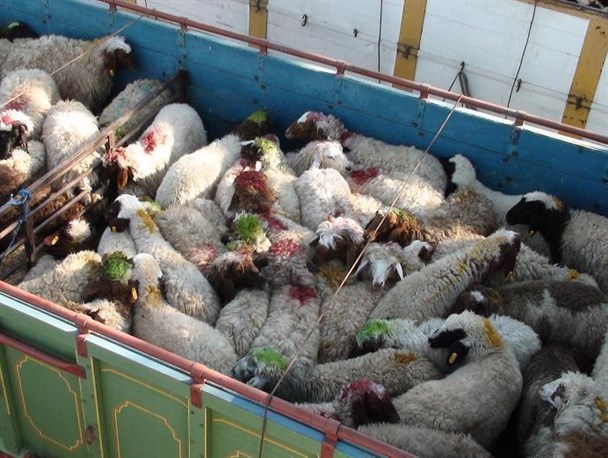 سارقان همه‌ی دامهای یک کشاورز را به سرقت بردند