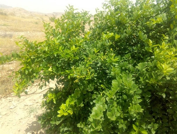ارزان فروشی، بلای جان کشاورزی شهرستان دشتی