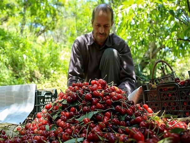 فعالیت 500 بهره بردار محصول گیلاس در طارم/ برآورد برداشت 410 تن گیلاس نوبرانه در شهرستان طارم+ تصاویر