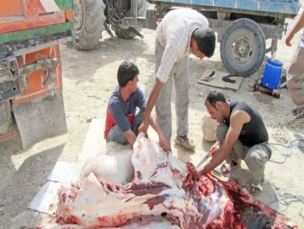 قصاب‌ها در هنگام ذبح از دستکش و چکمه استفاده کنند