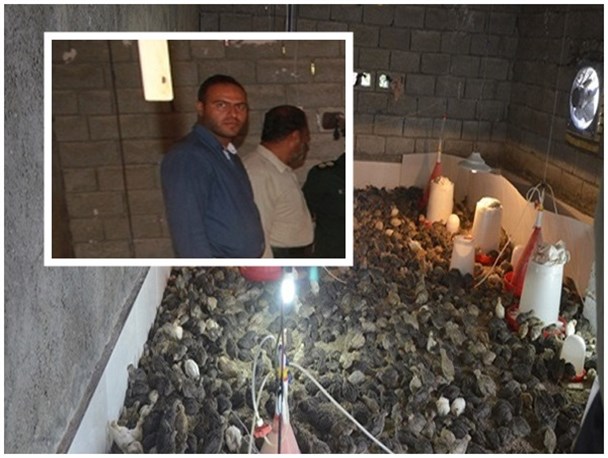 اقتصاد مقاومتی با پرورش بلدرچین توسط جوان تنگستانی+ تصاویر