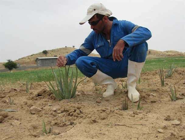 اقتصاد مقاومتی در گرمای بالای 40 درجه/ ماجرای کشت " آلوئه ورا " در لنده + تصاویر