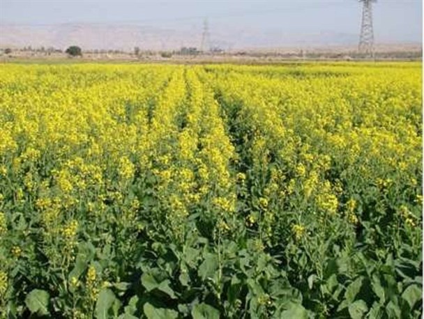 آغاز برداشت «کلزا» از 320 هکتار مزارع تربت حیدریه
