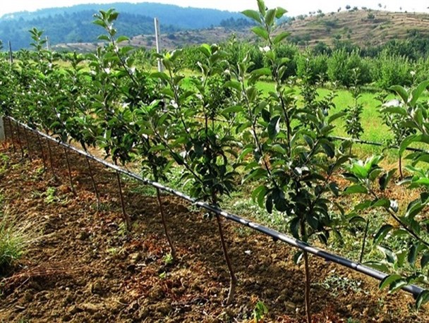 تجهیز ۱۵۰۰ هکتار از باغات استان مرکزی به سیستم‌های نوین آبیاری/نیاز کم به آب و درآمدزایی بالا مهمترین حُسن کشت گیاهان دارویی