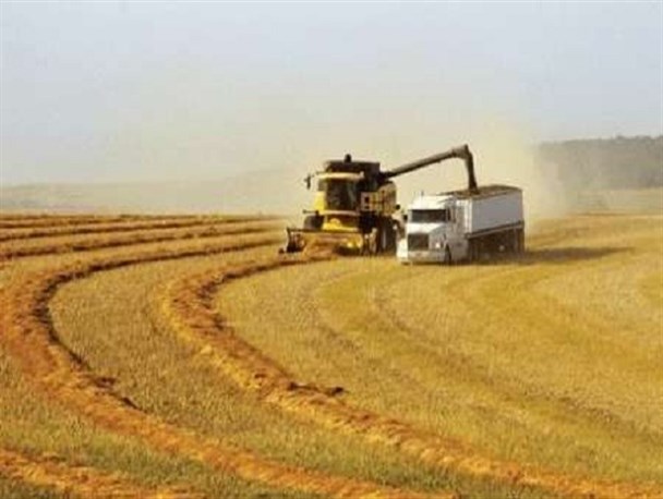 برداشت مکانیزه بیش از هزار تن جو در نایین