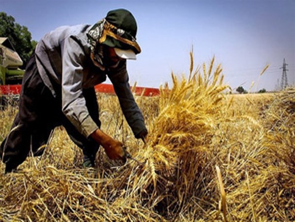 پرداخت بیش از 30میلیارد تومان وجه خرید به کلزاکاران و جوکاران گلستانی