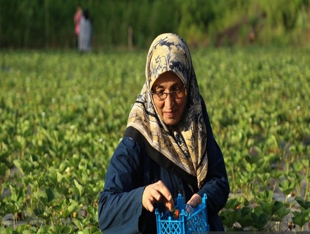 ابتکار جالب جوان گیلانی در کوتاه کردن دست واسطه گران/ برداشت و خرید توت فرنگی سر باغ، لذتی برای مشتریان + تصاویر