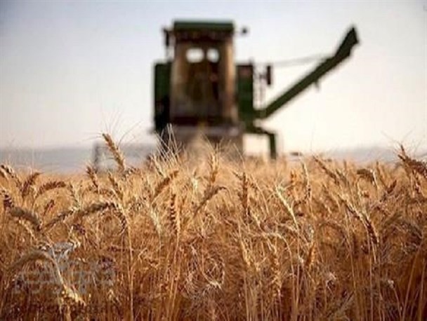 افت ۶۰ درصدی خرید گندم از کشاورزان کهگیلویه