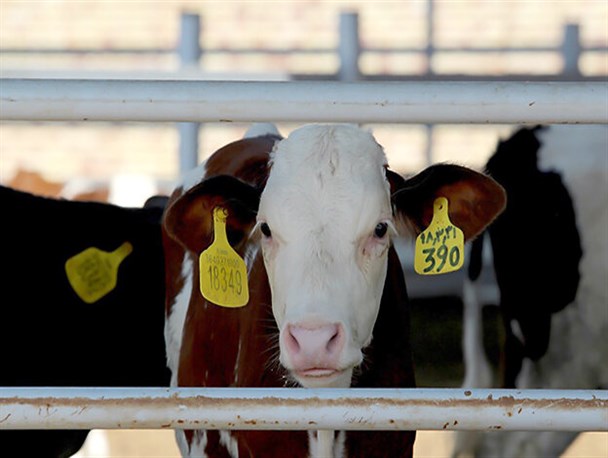 بهبود وضعیت پلاک‌کوبی و هویت‌گذاری دام در استان کرمانشاه ضرورت دارد