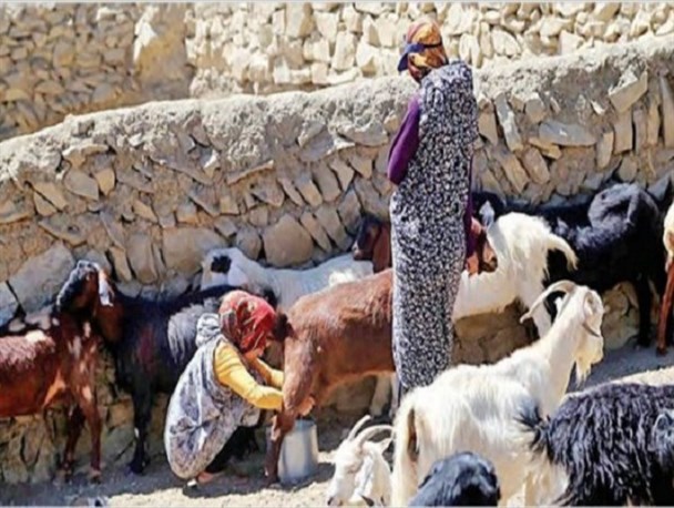 کارآفرینی با دست خالی/ جادوی بانوی کرمانشاهی در ایجاد اشتغال