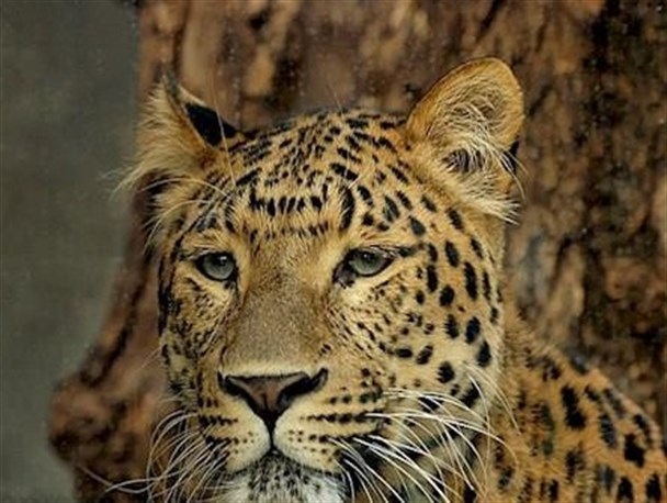 پلنگ دنا با تیر محیط زیست کشته شد؟