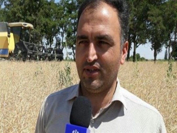 پیش بینی برداشت ۵۰۰ تن دانه روغنی کلزا از مزارع میاندوآب