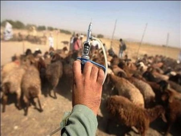 واکسیناسیون بیش از 108هزار راس دام سبک در قاینات علیه بیماری آبله