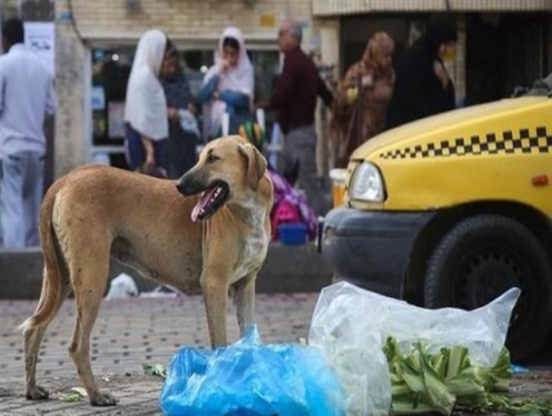 سگ های ولگرد بلای جان مردم سیستان و بلوچستان شدند/ این قسمت؛ نبود امکانات در شهرداری زاهدان