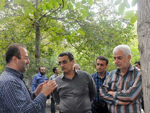 آفت چوب خوار در تمامی باغات گردوی کشور در حال گسترش است