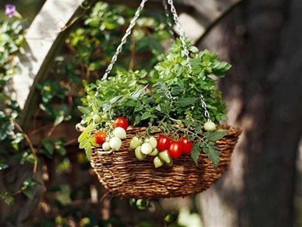 جای خالی «مزارع خانگی» در خانه‌های سنندج