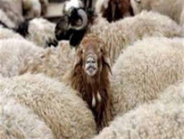 سرقت احشام زندگی را برای روستانشینان هیرمندی تلخ کرده است