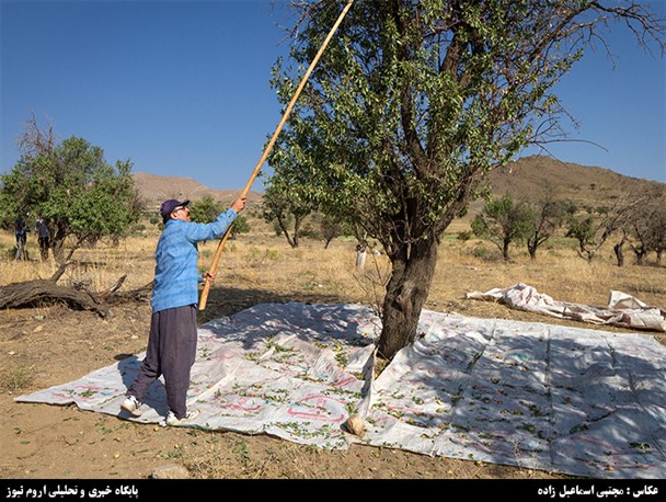 برداشت بادام در منطقه انزل ارومیه
