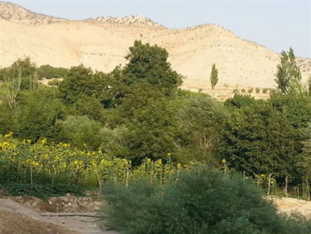 میشخاص؛ قطب تولید میوه در ایلام
