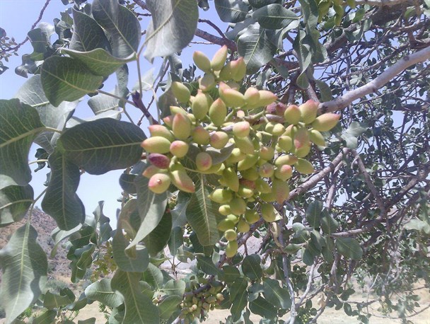 فرصتهایی که نارس چیده می شود/پسته مراوه تپه نیازمند نگاه ویژه مردم و مسئولین