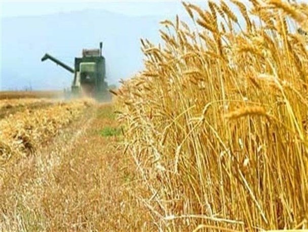 خرید 40 هزار تن گندم و غله از کشاورزان نقده