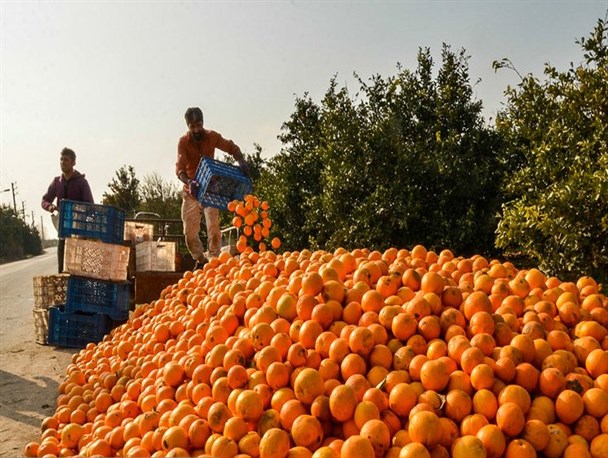 ایجاد صندوق حمایت از سرمایه‌گذاری مرکبات در مازندران