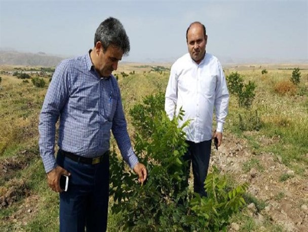 کشت سماق در اردبیل توسعه می یابد