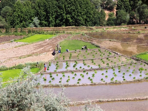 غم نامه شالیکاران در روزهای کم آبی دنا + تصاویر
