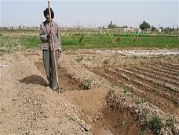 کاهش ۱۵ درصدی میزان عملکرد کشت اصفهان با تاخیر در رهاسازی آب پاییزه