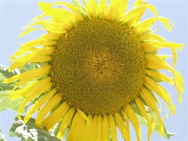 کشت آفتابگردان در ۲۰ هکتار از اراضی کشاورزی آغاز شد