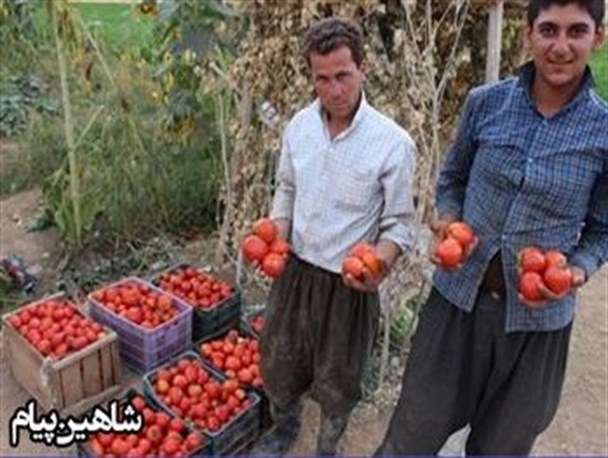 برداشت گوجه فرنگی در شهرستان شاهین دژ+تصاویر