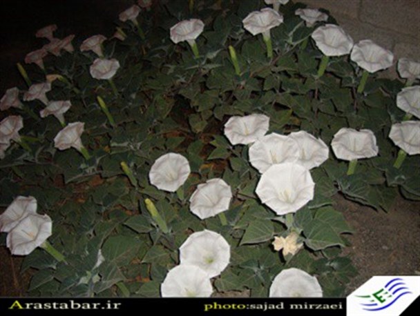گلی که در زیر نور ماه می شکفد