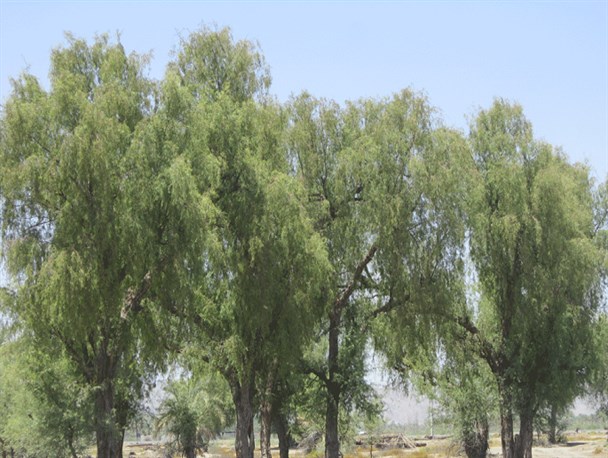 کهور،مقاوم ترین گونه گیاهی در منوجان