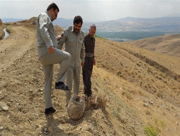 رهاسازی کبک به سبک رئیس اداره محیط زیست اشنویه + تصاویر