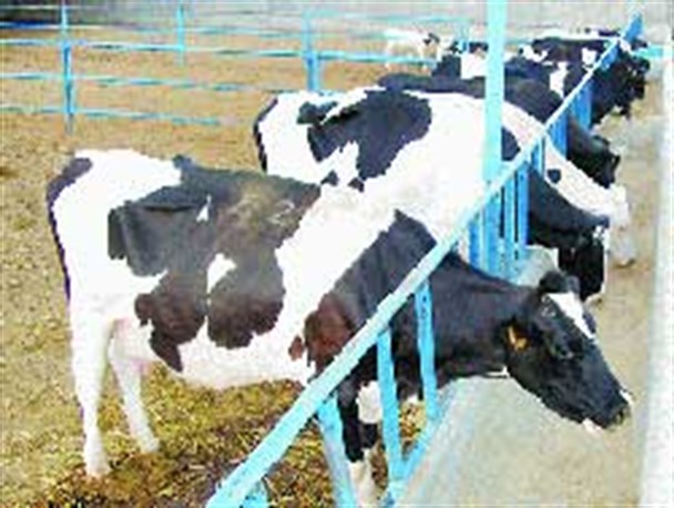 تولید بیش از هزار تن گوشت قرمز توسط دامداران فومنی