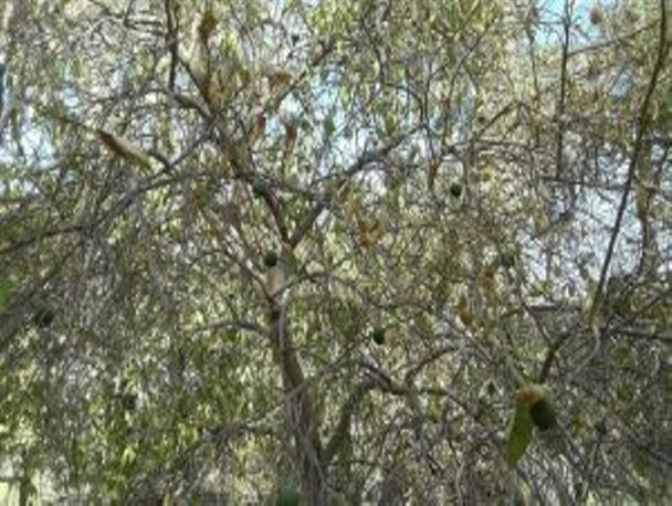 خشکسالی و بیماری جاروی جادوگر بلای جان مرکبات کوهستان رودبار+تصاویر