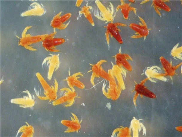 دریاچه ارومیه بزرگترین زیستگاه آرتمیای جهان/ بحران کم‌آبی و شوری نابودکننده آرتمیای ایرانی