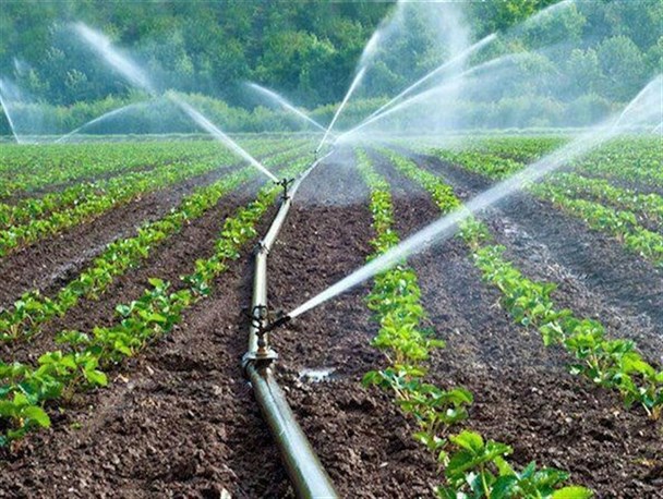 آغاز کشت کلزا در هزار هکتار از اراضی شهرستان دهگلان/کشاورزان کشت کلزا را جایگزین سیب زمینی کنند