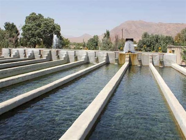 حفظ ذخایر آبزیان استراتژیک و توانمندی جوامع روستایی در دستور کار است/نجات ماهی سفید بومی سیستان از خطر انقراض