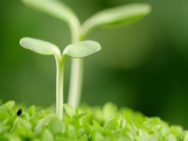 شکوفایی کشور با تکیه بر نیروهای انقلابی