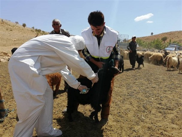 برگزاری رزمایش بزرگ جهاد دامپزشکی در خراسان جنوبی/ بهره‌مندی ۱۱۵ منطقه روستایی و عشایری از این رزمایش
