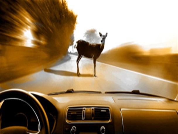 کدام بیمه خسارت تصادف با حیوانات را جبران می‌کند؟