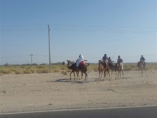 برگزاری مسابقات شترسواری جنوب غرب سیستان و بلوچستان+ تصاویر