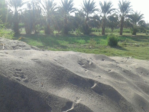 هجوم شن های روان به مزارع روستای چاه بیدجازموریان+تصاویر