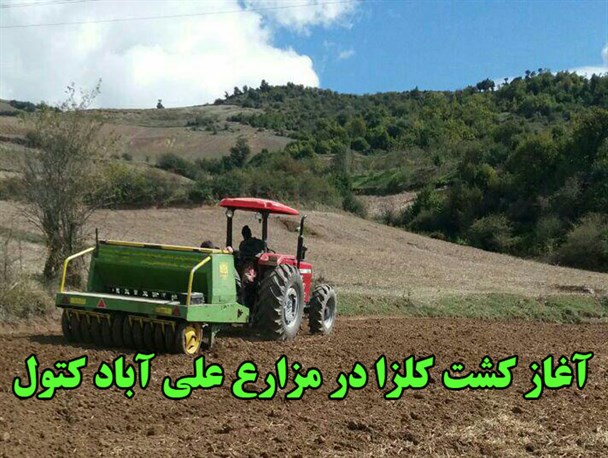 آغاز کشت کلزا در 4500 هکتار از اراضی شهرستان علی آبادکتول
