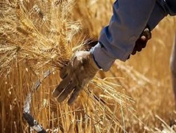 خلف وعده دولت در پرداخت مطالبات گندم کاران