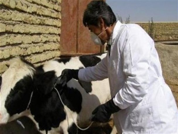 آغاز فاز دوم واکسیناسیون تب برفکی در جمعیت دام سنگین شهرستان خلیل آباد