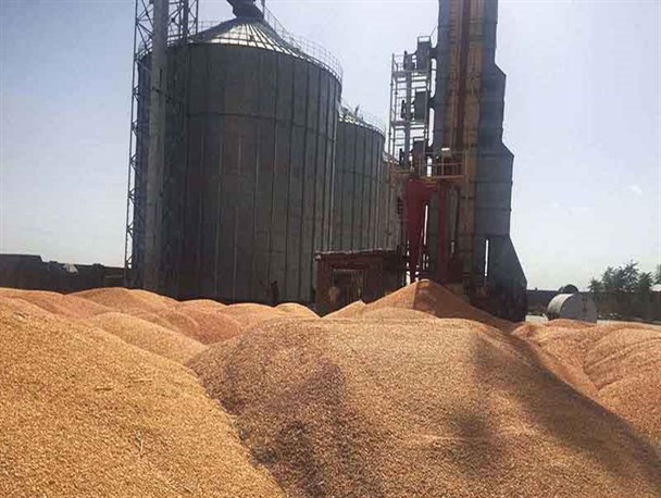ذخیره سازی ۱۳۱ هزار تن گندم در سیلوهای خراسان شمالی