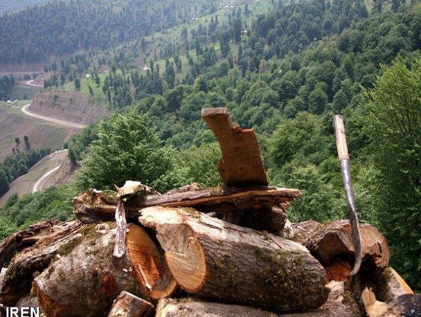 برداشت بی رویه از جنگل تنها راهکار بقای شرکت‌های بهره بردار نیست